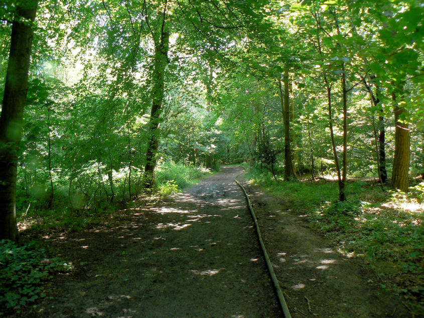 Wendover Woods Wendover Woods